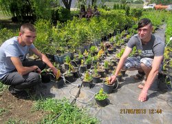 Приватне підприємство Марини Попілевич, яка займається вирощуванням та реалізацією декоративних рослин, дизайном, проектуванням та озелененням
